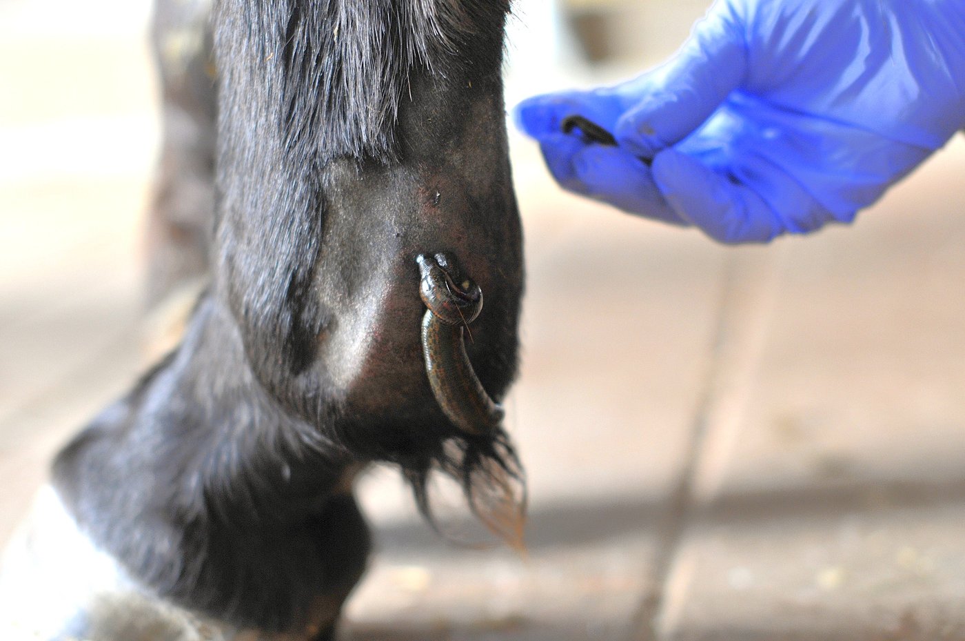 Blutegeltherapie Tiere Pferd Hund Ostschweiz